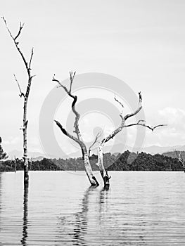 Dead trees in the water