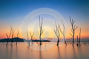 Dead trees in the water