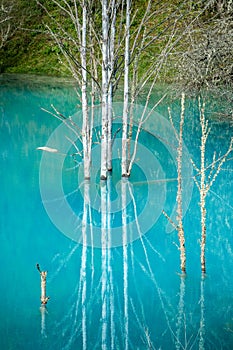 Dead trees in the water of waste lake after cooper mining in the mountains , abstract landscape with spectacular colors o nature