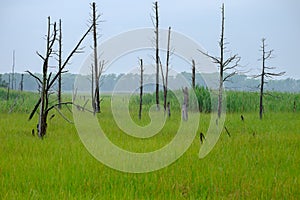 Dead trees in the wetlands of New Jersey