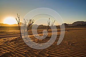 Dead trees in wind rippled sand at beautiful sunset, Wadi Rum, Jordan Desert