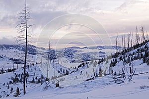 Dead trees in winter landscape