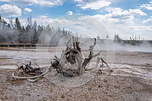 Dead trees of the Yellowstone