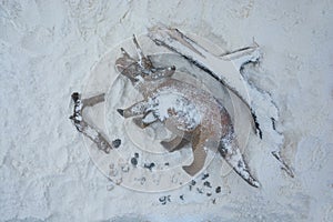 Dead triceratops into the snow during the extinction era
