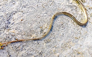 Dead tropical snake run over on the ground Puerto Escondido