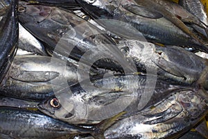Dead Tuna fish at market