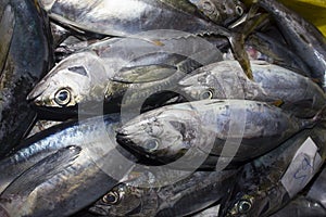 Dead Tuna fish at market