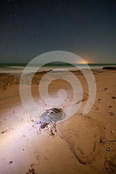 Dead turtle on beach at night, Oman