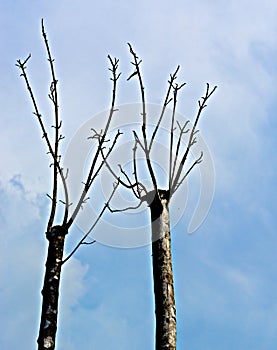 Dead twigs in the background of blue sky