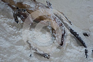 Dead tyrannosaurus rex into the snow during the extinction era