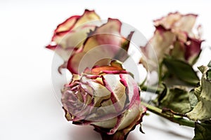 Dead ugly roses on the white background. Close up image