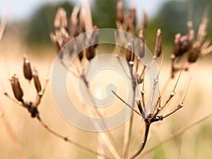 Dead Umbellifer seed head brown close up detail photo