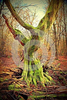 Dead, upright rotting oak in the Sababurg primeval forest, Germany