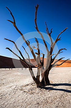 Dead Vachellia erioloba tree in Deadvlei in Namib-Naukluft Park, Namibia,and dunes in the background