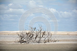 Dead vegetation on the beach
