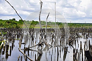 Dead vegetation of Cerrado after construction of dam. photo