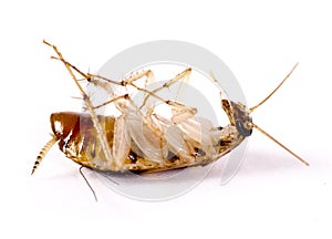 A dead vermin upside down cockroach