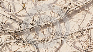 Dead vines pattern on stone wall background texture