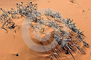 Dead Vines in Red Sand, Coral Pink Sand Dunes State park, Utah