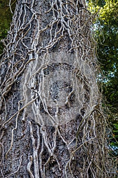 Dead Vines On Tree