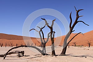 Dead vlei