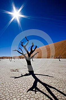 Dead Vlei