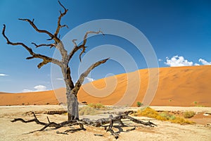 Dead vlei