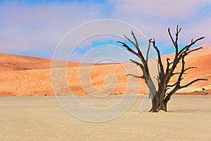 Dead Vlei desert, Namibia, South Africa