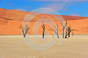 Dead Vlei desert, Namibia, South Africa