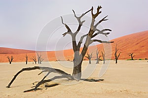 Dead Vlei desert, Namibia, South Africa