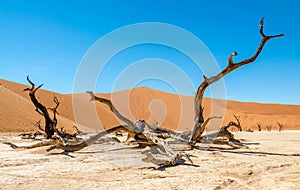 Dead Vlei