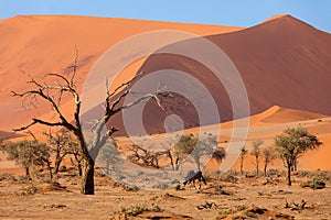 Dead Vlei landscape in Sossusvlei, Namibia Africa