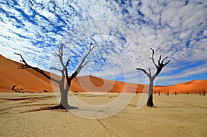 Dead vlei,Namib desert