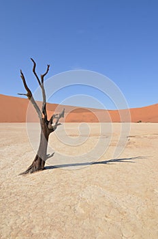 Dead Vlei in Namib desert, Namibia