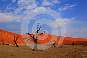 Dead Vlei - Namibia