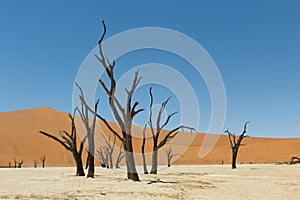 Dead vlei namibia