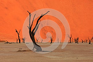 Dead Vlei - Namibia