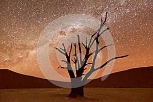 Dead Vlei, Namibia