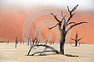 Dead Vlei, Namibia, South Africa
