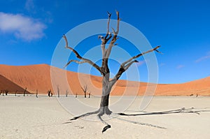 Dead Vlei, Namibia, South Africa