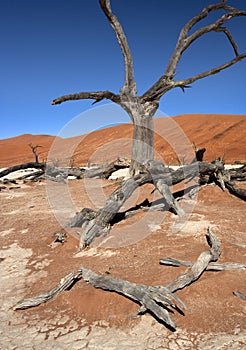 Dead Vlei salt pan - Namibia