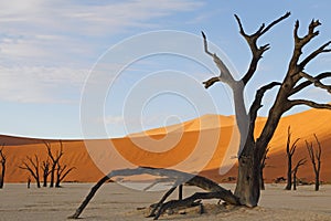 Dead Vlei, Sossusvlei, Namibia