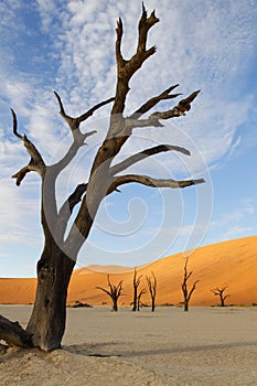 Dead Vlei, Sossusvlei, Namibia