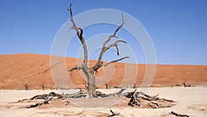 Dead Vlei tree in Namib desert