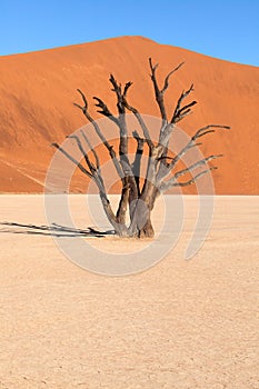 Dead vlei tree in Namibia