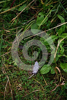 A dead vole mouse among the green grass