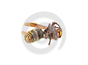 dead wasp isolated on white background