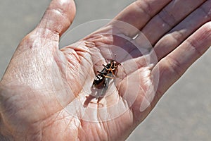 Dead wasp, Pepsis fabricius, on hand, Rio