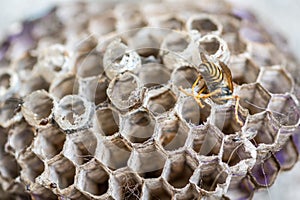 Dead wasp stuck in the honeycomb close up selective focus