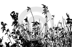 Dead weeds and flowers silhouetted against white